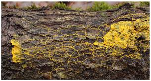 Attēlu rezultāti vaicājumam “Physarum murinum”