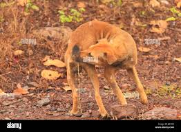 Image result for cestoda excrement dog