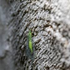 Attēlu rezultāti vaicājumam “Chrysopa eggs”