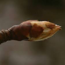 Attēlu rezultāti vaicājumam “Pyrus communis bud”