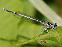 Attēlu rezultāti vaicājumam “Platycnemis pennipes male”