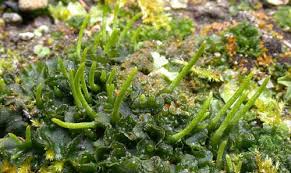 Attēlu rezultāti vaicājumam “Phaeoceros laevis subsp. carolinianus”