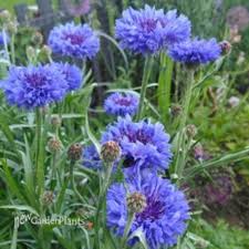 Attēlu rezultāti vaicājumam “Centaurea”