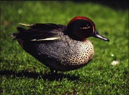 Attēlu rezultāti vaicājumam “Anas crecca”