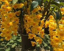 Attēlu rezultāti vaicājumam “Chrysotoxum sp.”