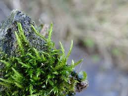 Attēlu rezultāti vaicājumam “Cratoneuron filicinum”