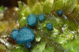 Attēlu rezultāti vaicājumam “Mniaecia jungermanniae”