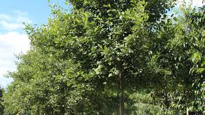 Attēlu rezultāti vaicājumam “Alnus glutinosa”