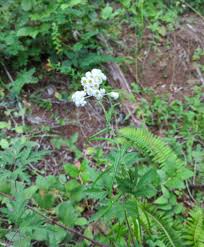 Attēlu rezultāti vaicājumam “Anaphalis margaritacea leaf”