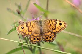 Attēlu rezultāti vaicājumam “Lasiommata megera male”