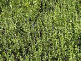 Image result for Ysop