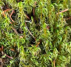 Attēlu rezultāti vaicājumam “Neckera pennata sporophyte”