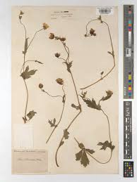 Attēlu rezultāti vaicājumam “Geum x intermedium”