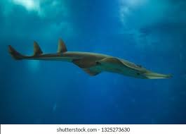 Image result for Rhynchobatus djiddensis