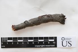 Attēlu rezultāti vaicājumam “Cetraria sepincola”