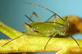 Attēlu rezultāti vaicājumam “Cephaloziella elachista macro”