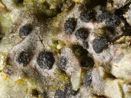 Attēlu rezultāti vaicājumam “Mycosphaerella millegrana”