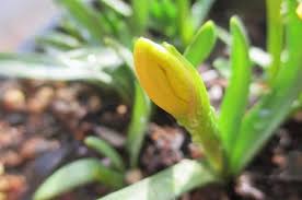 Attēlu rezultāti vaicājumam “Narcissus bud”