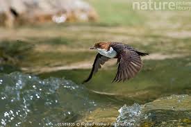 Attēlu rezultāti vaicājumam “Cinclus cinclus”