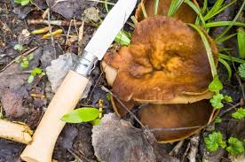 Attēlu rezultāti vaicājumam “Disciotis venosa”