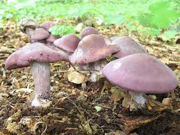 Attēlu rezultāti vaicājumam “Lepista sp.”