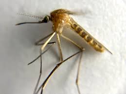 Attēlu rezultāti vaicājumam “Culex pipiens”