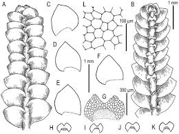 Attēlu rezultāti vaicājumam “Calypogeia neesiana”