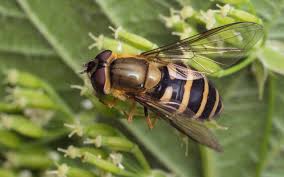 Attēlu rezultāti vaicājumam “Syrphus torvus”