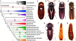 Attēlu rezultāti vaicājumam “Elateridae”