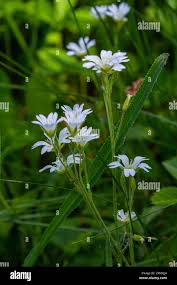 Attēlu rezultāti vaicājumam “Stellaria holostea leaf”