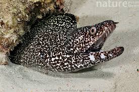 Image result for Gymnothorax moringa