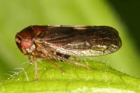 Attēlu rezultāti vaicājumam “Oncopsis sp.”