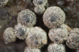 Attēlu rezultāti vaicājumam “Lasiosphaeria ovina”