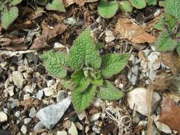 Attēlu rezultāti vaicājumam “Symphytum asperum leaf”
