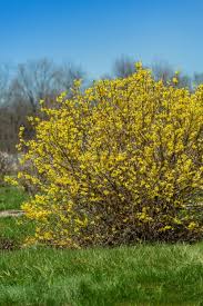 Attēlu rezultāti vaicājumam “Forsythia”