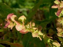 Image result for Atriplex hortensis