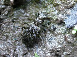 Attēlu rezultāti vaicājumam “Elaphrus cupreus”