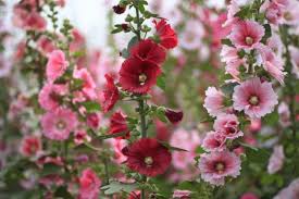 Attēlu rezultāti vaicājumam “Alcea rosea flower”