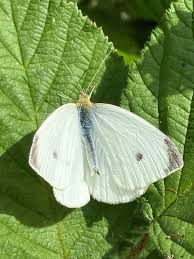 Attēlu rezultāti vaicājumam “Pieris rapae male”