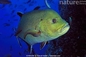 Image result for Caranx lugubris