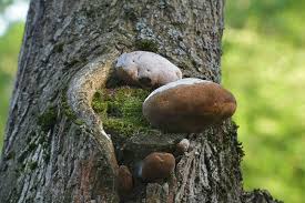 Attēlu rezultāti vaicājumam “Phellinus igniarius”