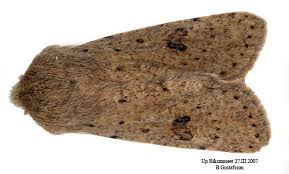 Attēlu rezultāti vaicājumam “Orthosia cruda”