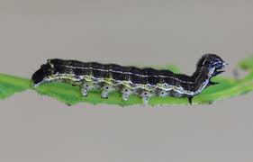 Attēlu rezultāti vaicājumam “Orthosia larvae”