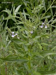 Attēlu rezultāti vaicājumam “Veronica anagallis-aquatica”