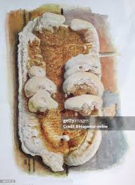 Attēlu rezultāti vaicājumam “Didymium serpula”