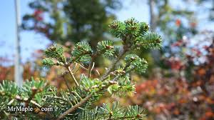 Attēlu rezultāti vaicājumam “Abies koreana”