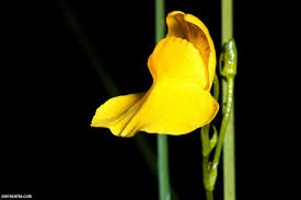 Attēlu rezultāti vaicājumam “Utricularia intermedia bud”