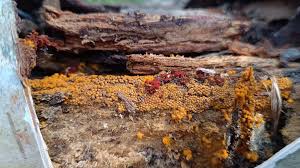 Attēlu rezultāti vaicājumam “Oligonema sp.”