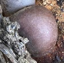 Attēlu rezultāti vaicājumam “Lycogala roseosporum spores”