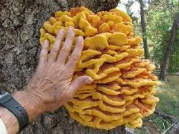 Attēlu rezultāti vaicājumam “Laetiporus sulphureus”